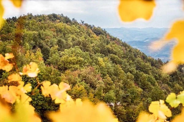 Autumn foliage and forested hills of Loazzolo, Piemonte, surrounding VEDA Ayurvedic Wellness at Borgo Isolabella
