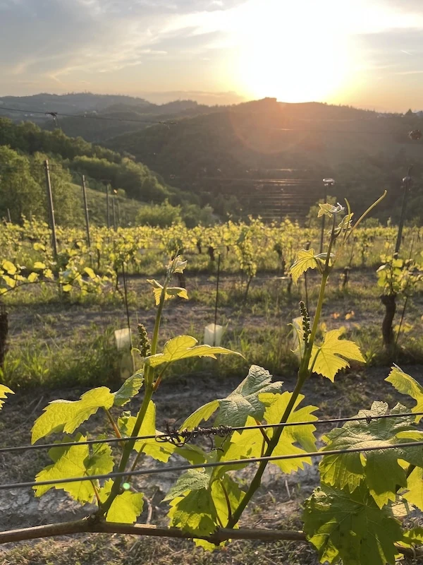 Vineyard rows at Borgo Isolabella estate in Loazzolo, Piemonte — the scenic landscape surrounding VEDA Ayurvedic Wellness
